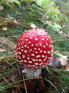 Passa på att njuta av det vackra i skogen.